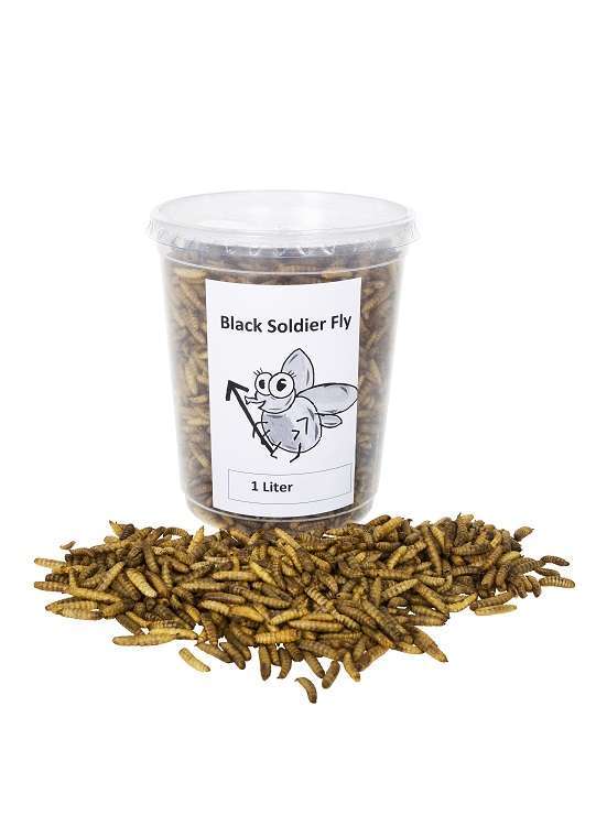 Black soldier fly - 1 Liter