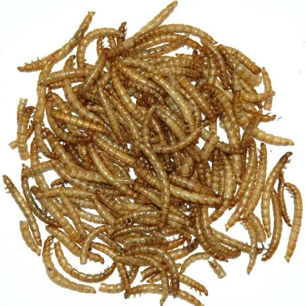 Gedroogde meelwormen - 1 KG